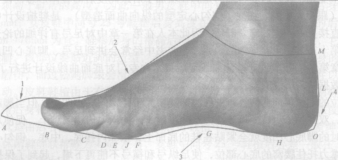 第二节 鞋楦纵向断面与脚纵向断面的差别